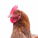 Hen